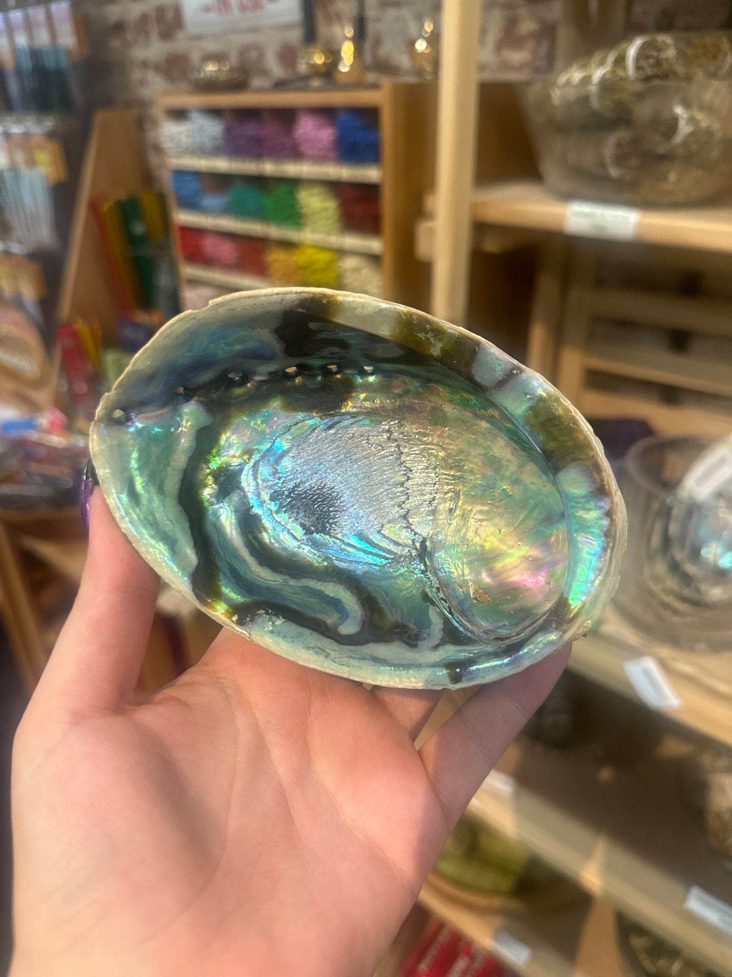 Abalone Shell (5-6inch)