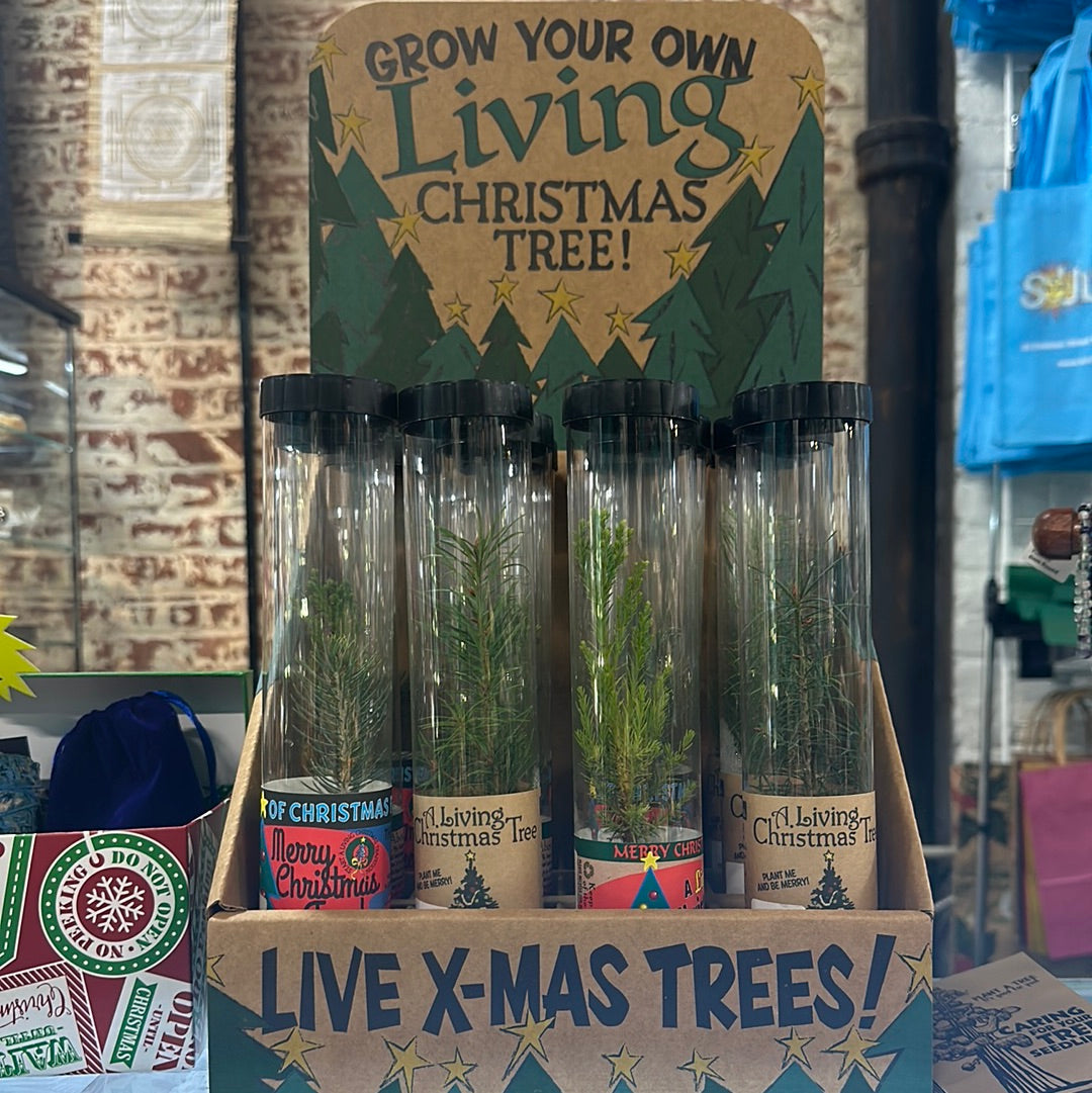 Grow your own Christmas Tree