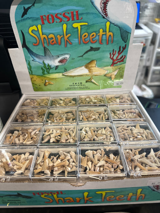 Shark Teeth